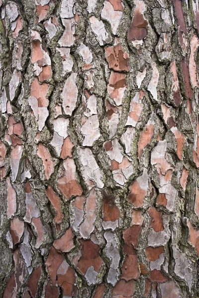 Кора соснового дерева Лицензионные Стоковые Фото