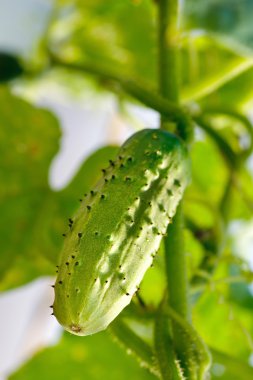 komkommer groeien op plant