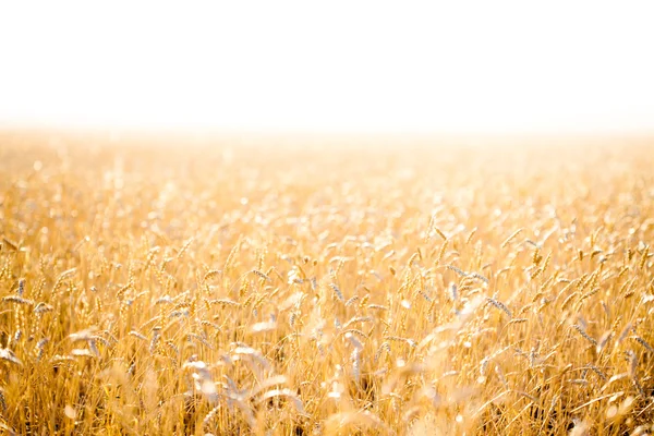 Golden dry rush on a background — Stock Photo, Image