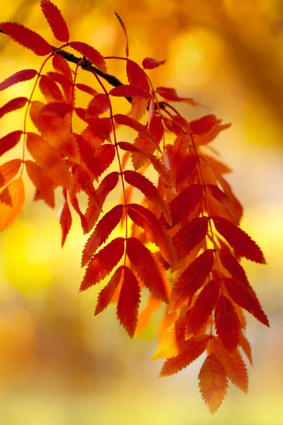 秋にローワンの木。美しい秋の季節の背景. — ストック写真