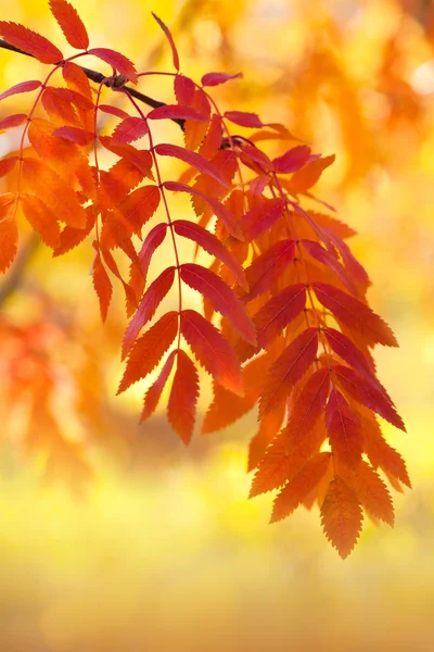 Drzewo Rowan jesienią. Piękne tło sezonu jesiennego. — Zdjęcie stockowe