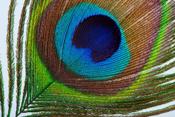 Pluma de pavão em close-up branco — Fotografia de Stock