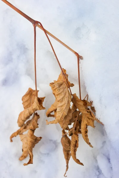 Gelbes, trockenes Blatt auf Schnee — Stockfoto