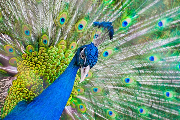 Retrato de hermoso pavo real con plumas — Foto de Stock