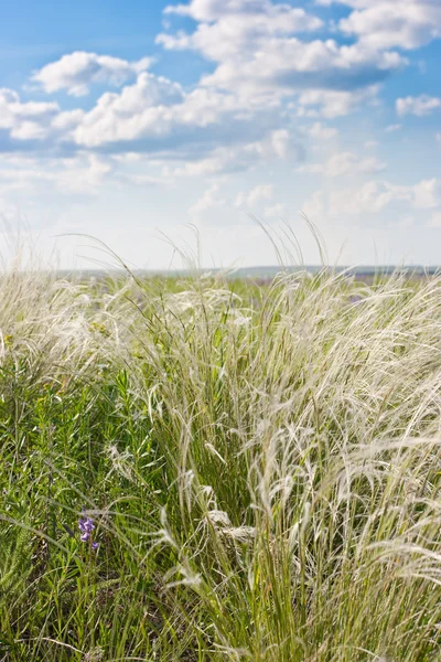 Feather grass on hill with sky — Stock Photo, Image