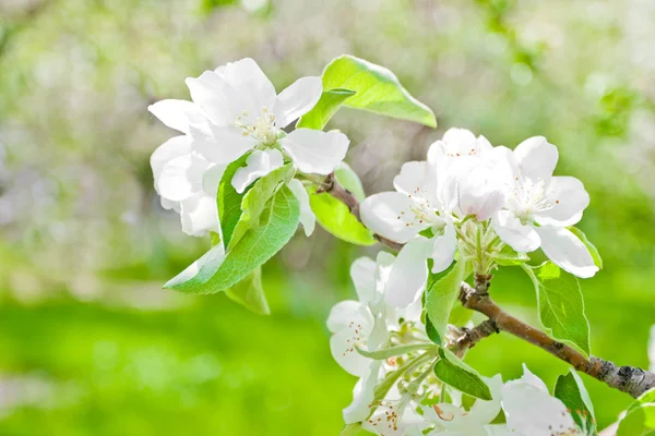 Apple flowers on green background closeup — Stock Photo, Image