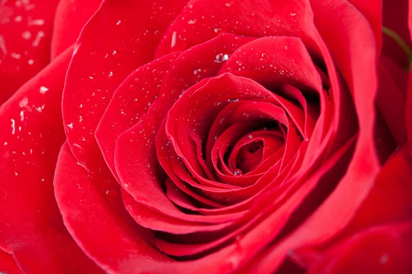 stock image Red rose