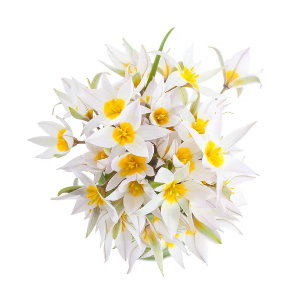Primeiras flores de primavera isoladas em branco — Fotografia de Stock