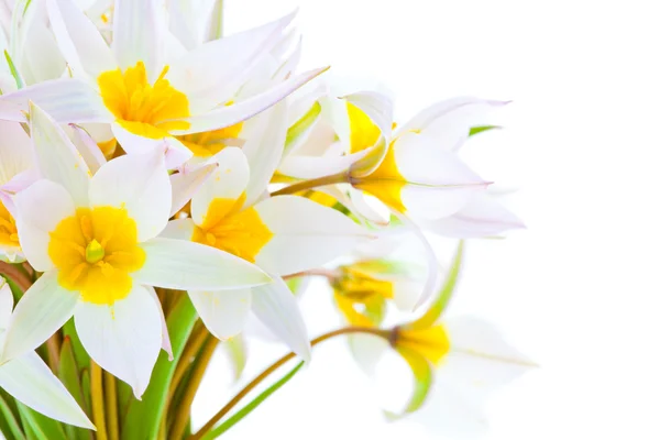 白で隔離される最初の春の花 — ストック写真