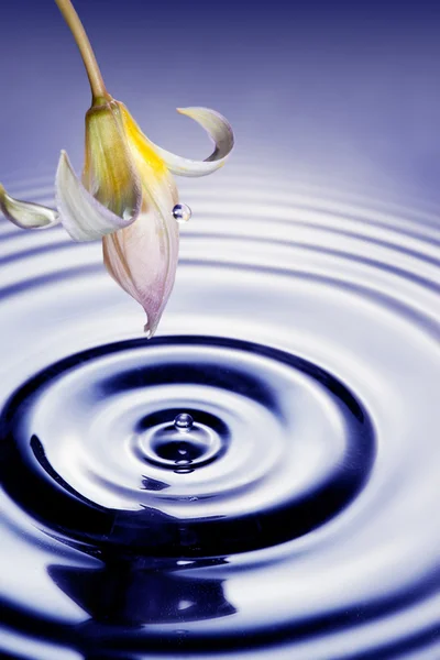 Blomma med droppe och plaska i vatten. — Stockfoto