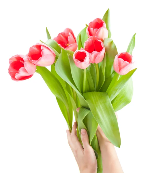 Nahaufnahme rote Tulpen isoliert auf weiß — Stockfoto