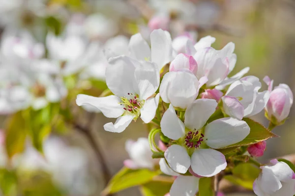Apple květy na zeleném pozadí closeup — Stock fotografie