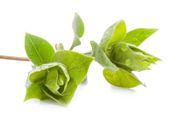 Větev s green leafs izolovaných na bílém pozadí — Stock fotografie