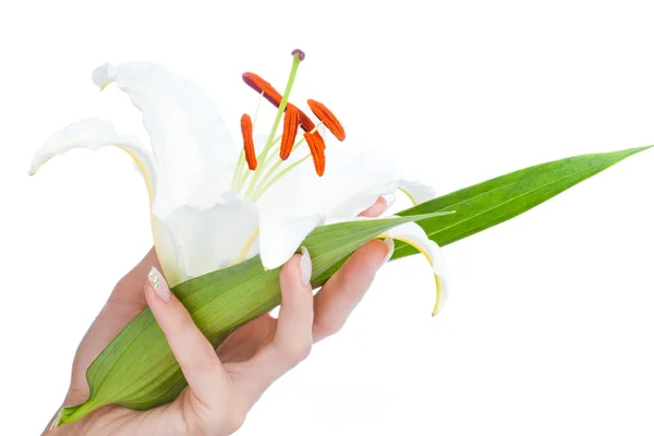 Bouquet from lilies — Stock Photo, Image