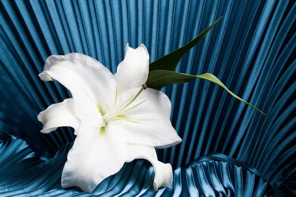 파란색 배경에 흰색 인공 릴리 꽃 — 스톡 사진