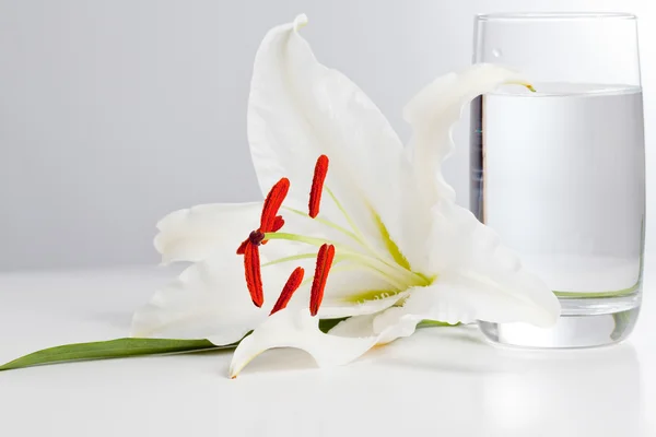 Lírio branco com copo de água — Fotografia de Stock