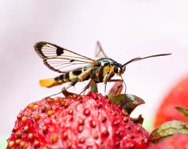A borboleta recolhe néctar. Sphingidae . — Fotografia de Stock