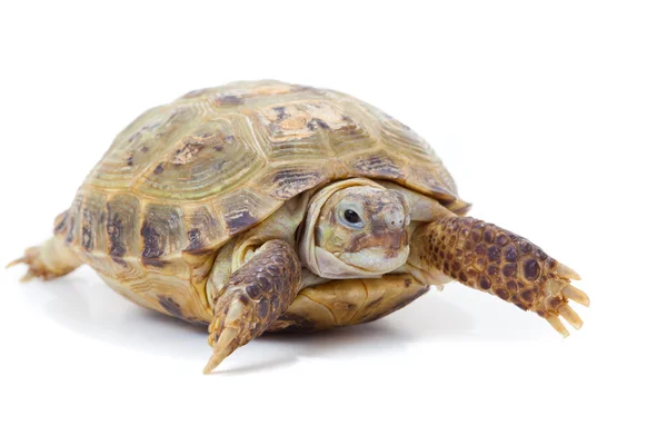Kaplumbağa. — Stok fotoğraf