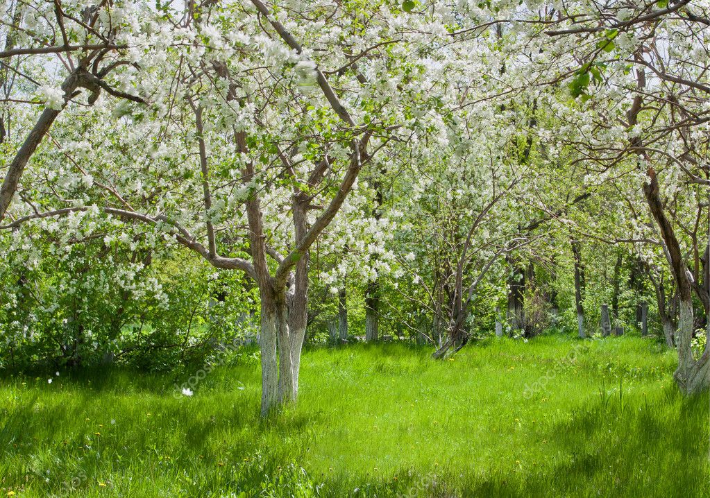 Meadow in apple tree garden — Stock Photo © alexandkz 6010114