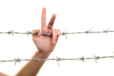 Child hand on barbed wire clipart