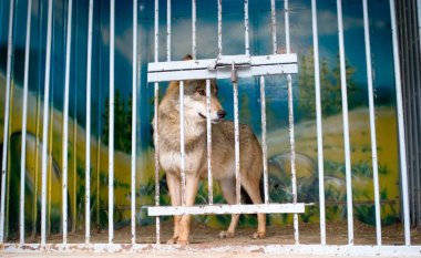 Wolf in zoo cage clipart