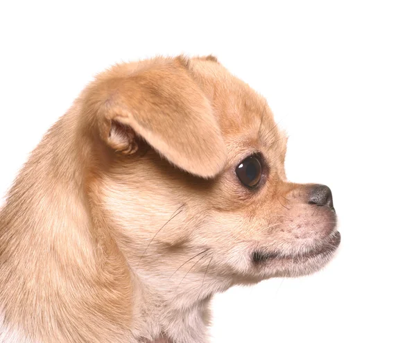 Piccolo divertente cane faccia — Foto Stock