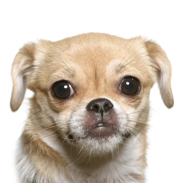 Küçük köpek eğlenceli yüz — Stok fotoğraf
