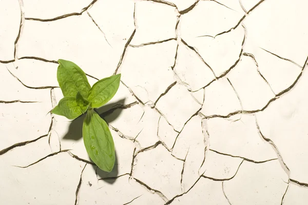 Planta viva en el suelo crackrd — Foto de Stock