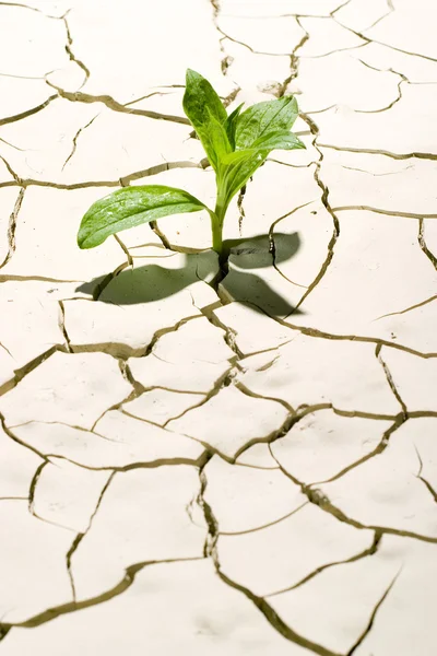 Planta viva en el suelo crackrd —  Fotos de Stock