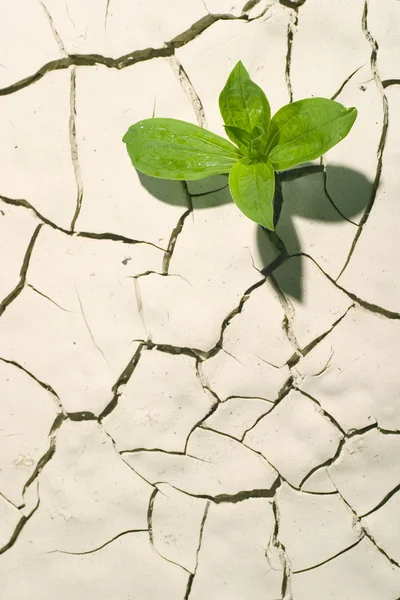 Planta viva em terra de crackrd — Fotografia de Stock