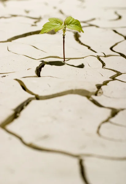Planta viva en el suelo crackrd — Foto de Stock