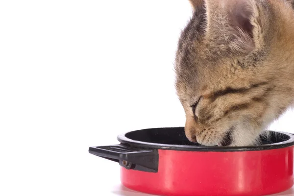 Eating kitten — Stock Photo, Image