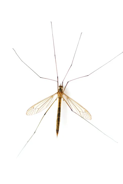 Macro de mosquito —  Fotos de Stock