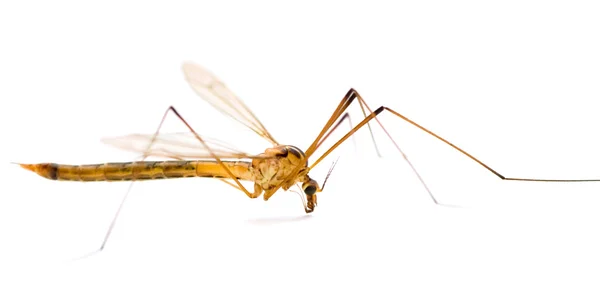 Macro mosquito — Fotografia de Stock