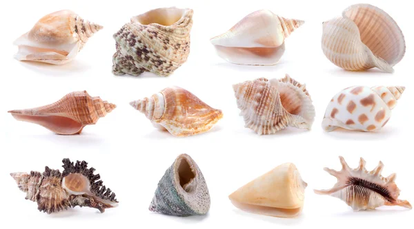 stock image Different sea shells