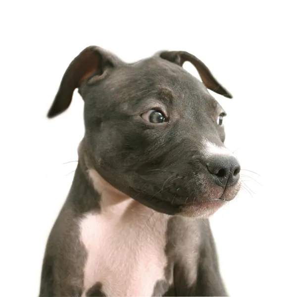 Filhote de cachorro Pitbull — Fotografia de Stock