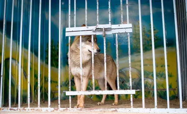 Волк в клетке зоопарка — стоковое фото
