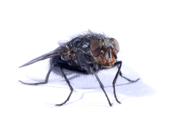 Обычная муха на белой бумаге — стоковое фото