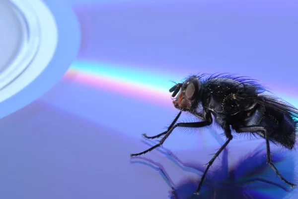 Vanliga fluga på kompakt disk — Stockfoto
