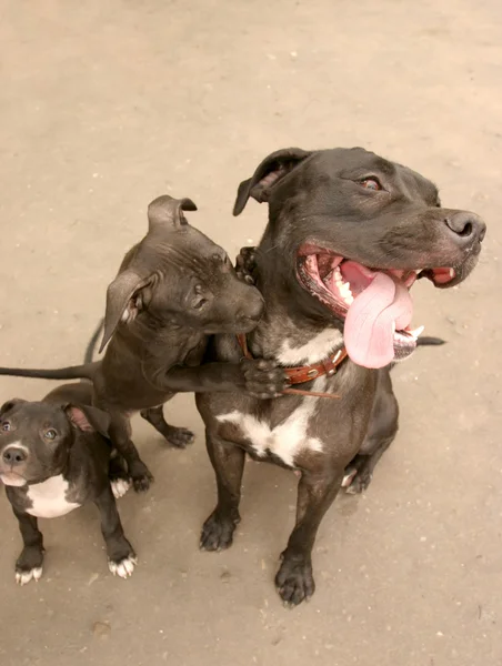 Familia de perros felices —  Fotos de Stock