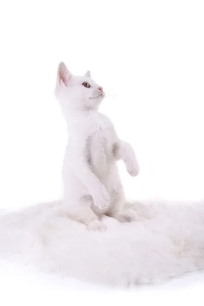 Котенок на белом мехе — стоковое фото