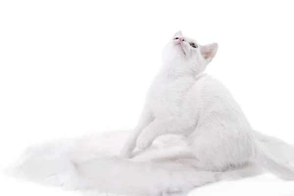 Kotě na bílé kožešiny — Stock fotografie