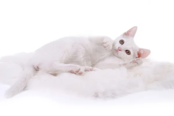 Kitten op witte vacht — Stockfoto