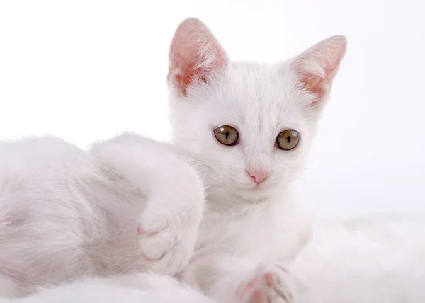 Kattunge på vit päls — Stockfoto