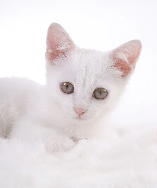 Котенок на белом мехе — стоковое фото
