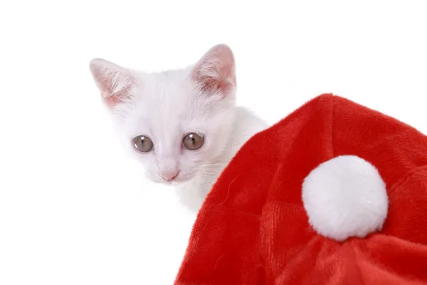 クリスマス キャップと子猫 — ストック写真