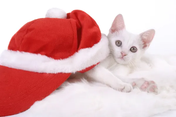 Котенок в рождественской кепке — стоковое фото