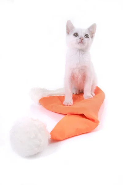 Kitten met cristmas GLB — Stockfoto