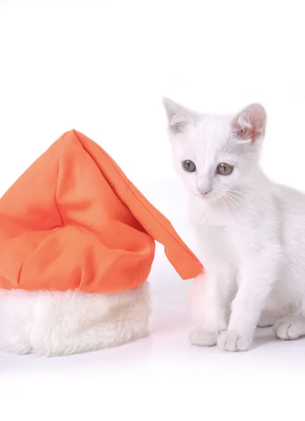 Kitten with Cristmas cap — Stock Photo, Image