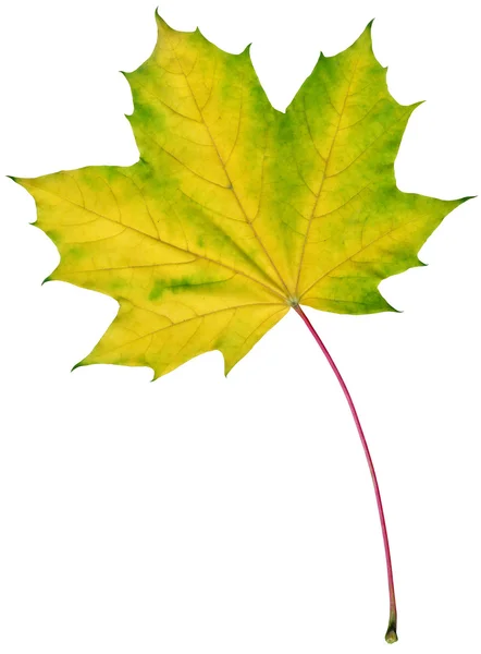 고립 된 단풍 잎 — 스톡 사진